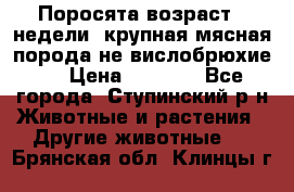 Поросята возраст 4 недели, крупная мясная порода(не вислобрюхие ) › Цена ­ 4 000 - Все города, Ступинский р-н Животные и растения » Другие животные   . Брянская обл.,Клинцы г.